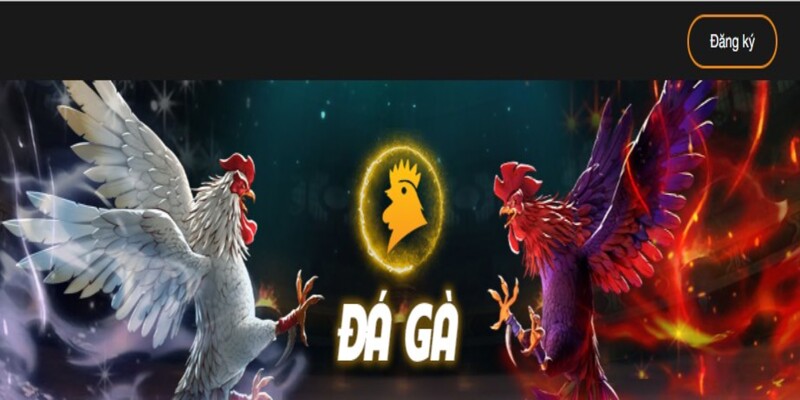 Tổng quan thông tin về chuyên mục đá gà 23Win online