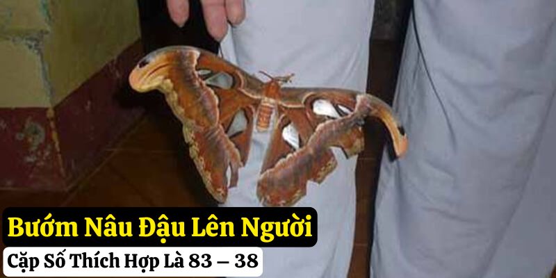 bướm nâu bay vào nhà đánh con gì