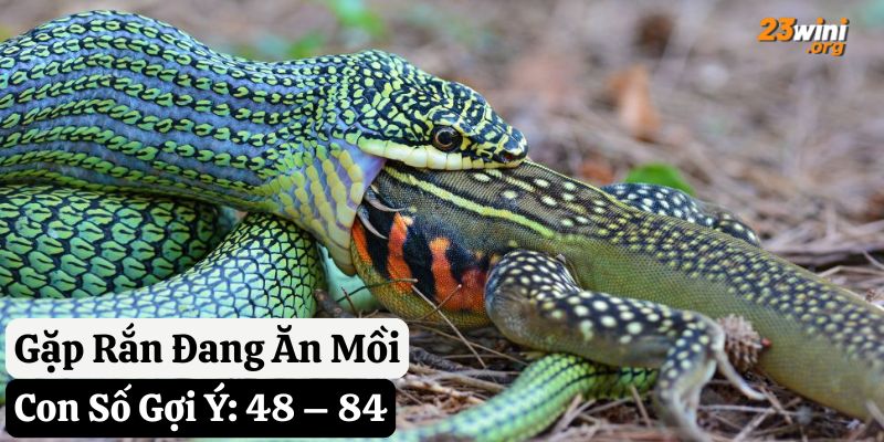 gặp rắn đánh con nào