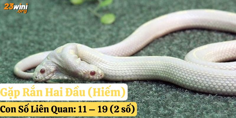 gặp rắn đánh gì