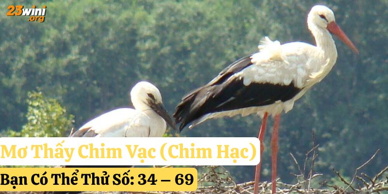 23win giải mã mơ thấy chim