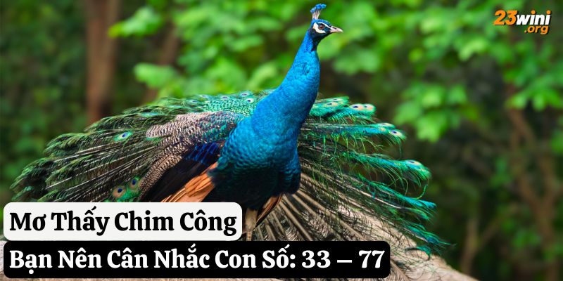 23win mơ con chim