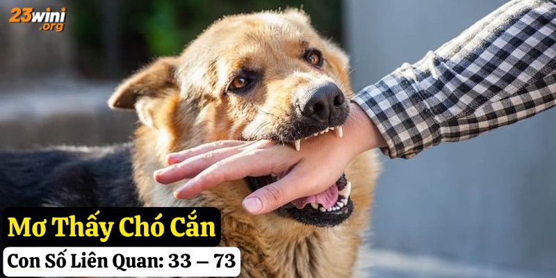 23win mơ thấy chó giải mã