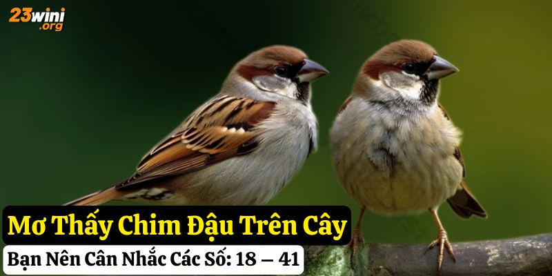 23win mơ thấy con chim