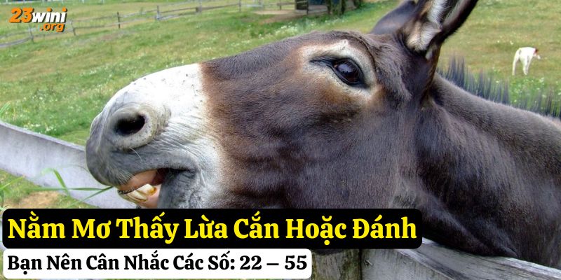 23win mơ thấy con lừa giải mã