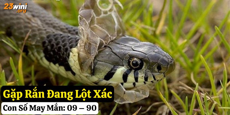 gặp rắn đánh số gì