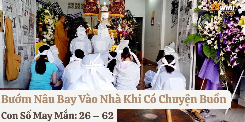 bướm nâu bay vào nhà đánh gì