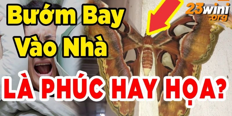 bướm nâu bay vào nhà đánh con gì 23win thumb