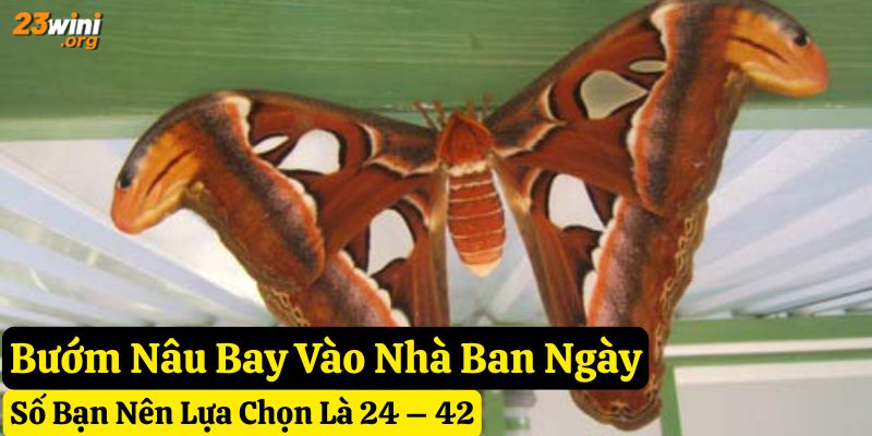 bướm nâu bay vào nhà