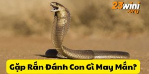 gặp rắn đánh con gì 23win thumb