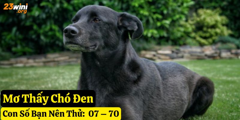mơ thấy chó