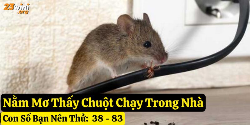 giấc mơ thấy con chuột 23win