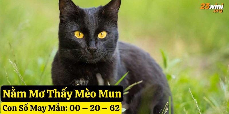 giấc mơ thấy mèo 23win