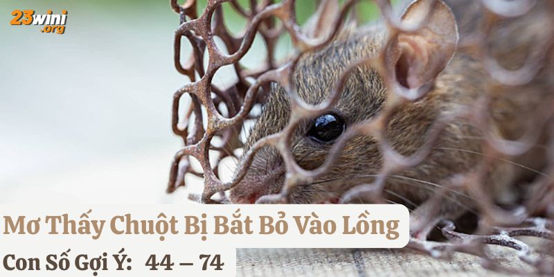 mơ con chuột 23win