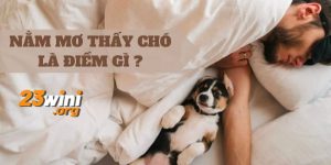 mơ thấy chó đánh con gì 23win