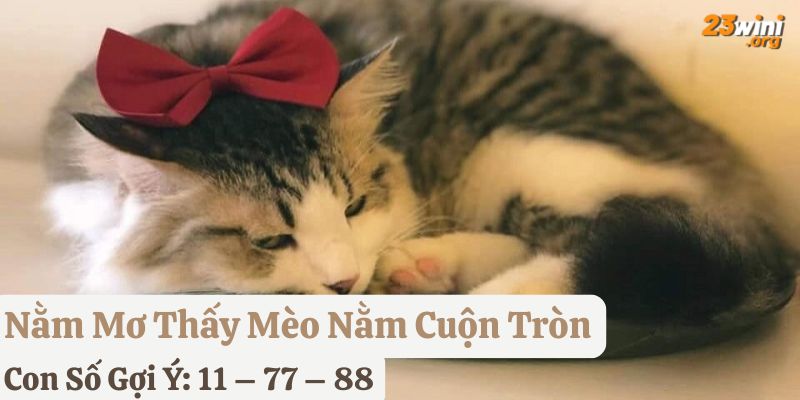 mơ thấy mèo 23win