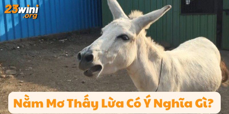 nằm mơ thấy lừa 23win