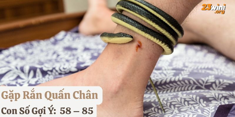 gặp rắn đánh con gì