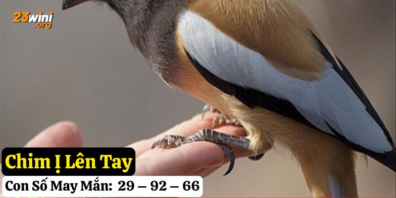 chim ị lên người