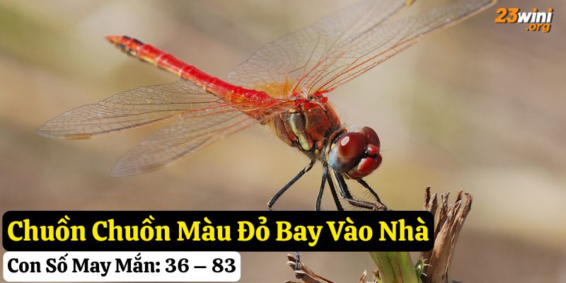 chuồn chuồn bay vào nhà 23win