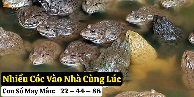 cóc vào nhà 23win