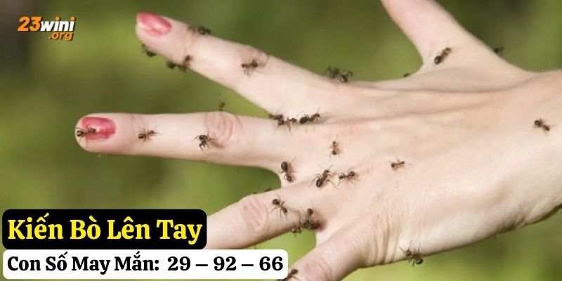 kiến hay bò lên người 23win