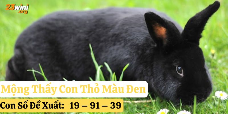 mơ thấy con thỏ 23win