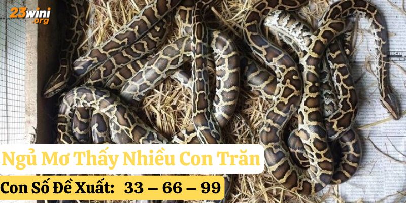 ngủ mơ thấy trăn 23win