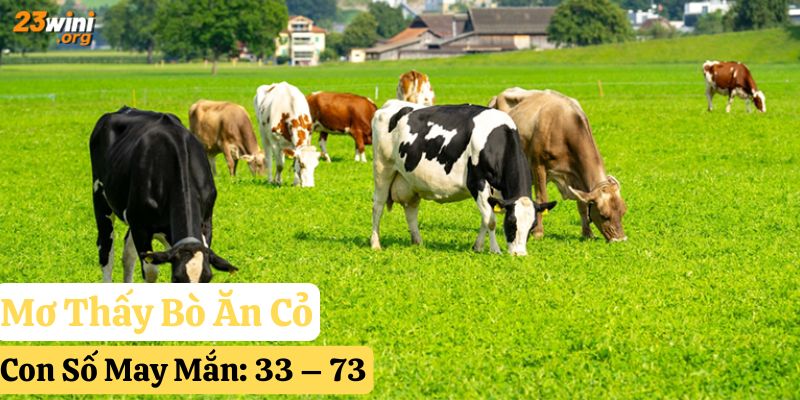 nằm mơ thấy bò