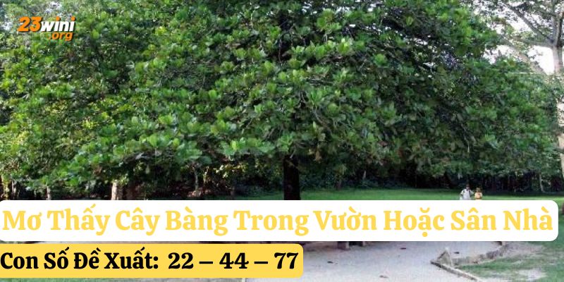 mơ thấy cây bàng 23win