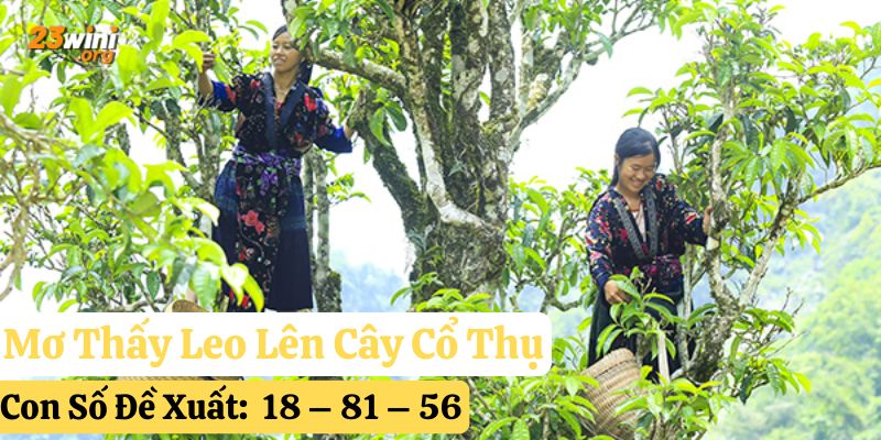nằm mơ thấy cây cổ thụ 23win