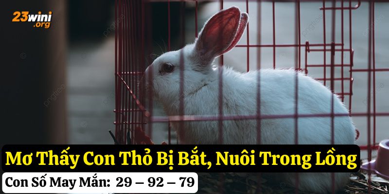 mơ thấy con thỏ