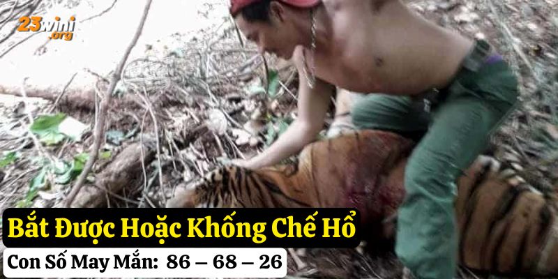 nằm mơ thấy hổ