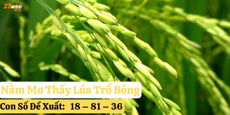 nằm mơ thấy lúa 23win