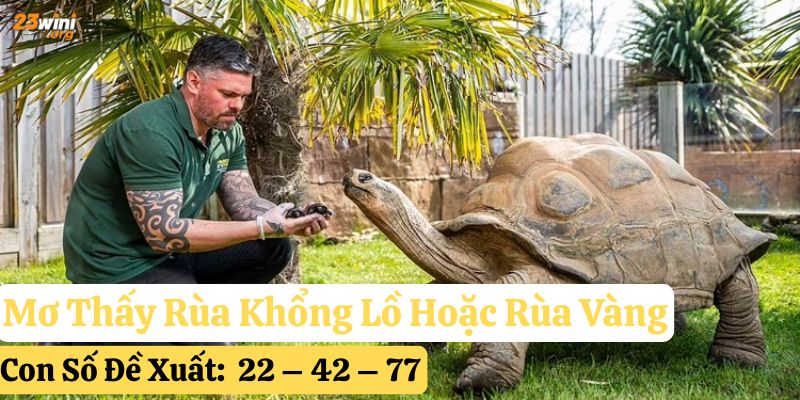 mơ thấy rùa 23win