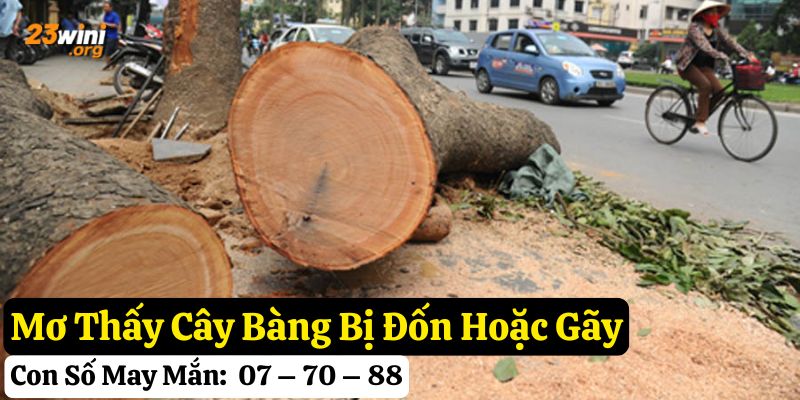 mơ thấy cây bàng