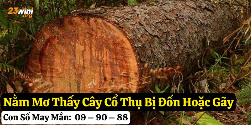 nằm mơ thấy cây cổ thụ