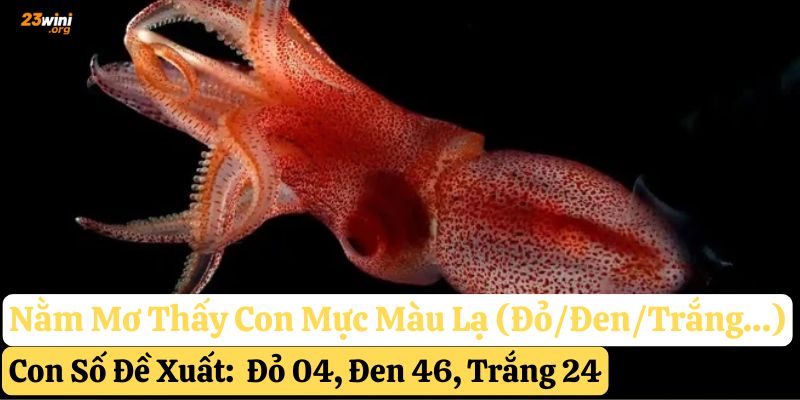 nằm mơ thấy con mực 23win