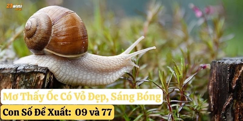 mơ thấy ốc 23win
