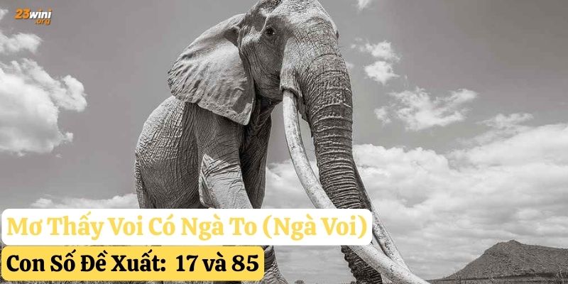 mơ thấy voi 23win