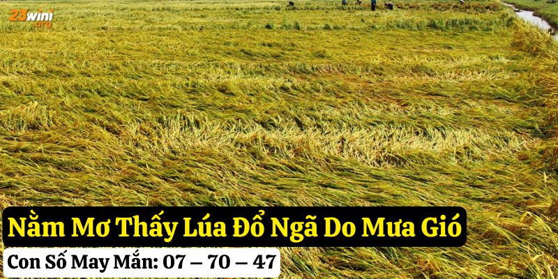 nằm mơ thấy lúa