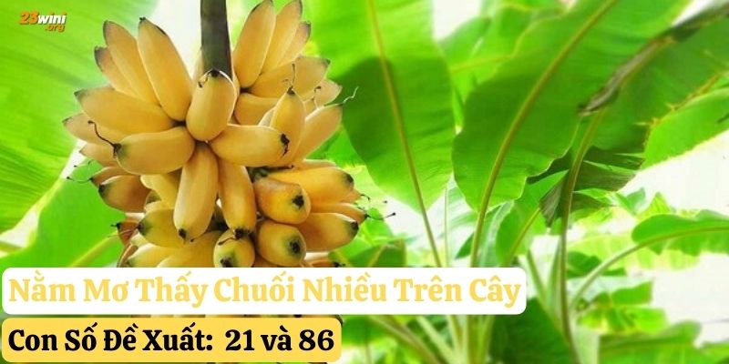 nằm mơ thấy chuối