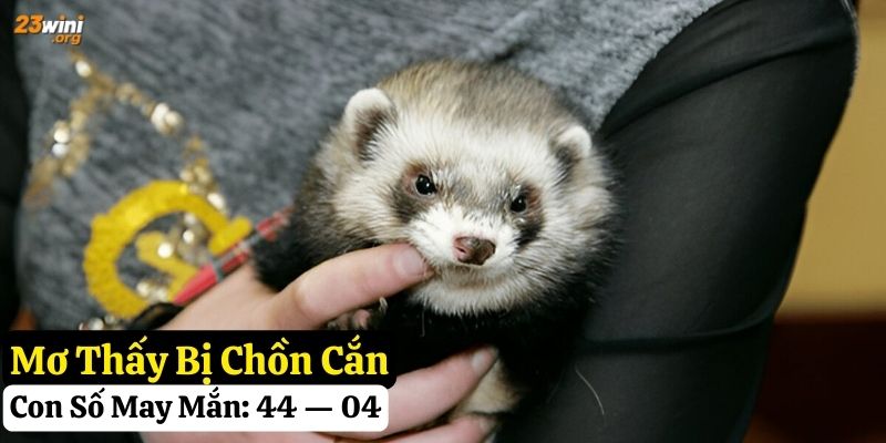 mơ thấy con chồn