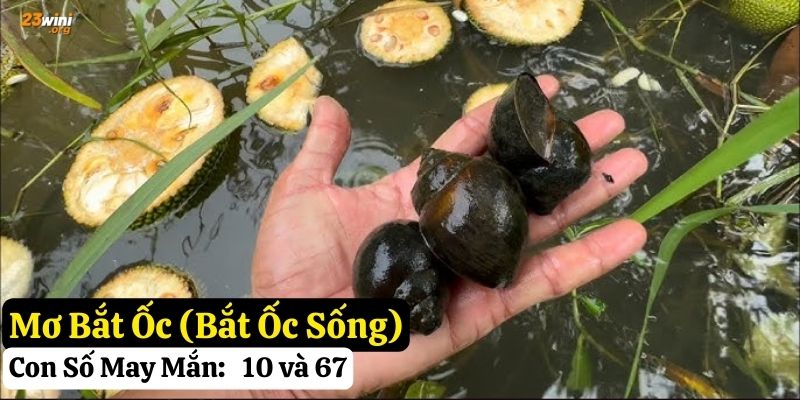 mơ thấy ốc
