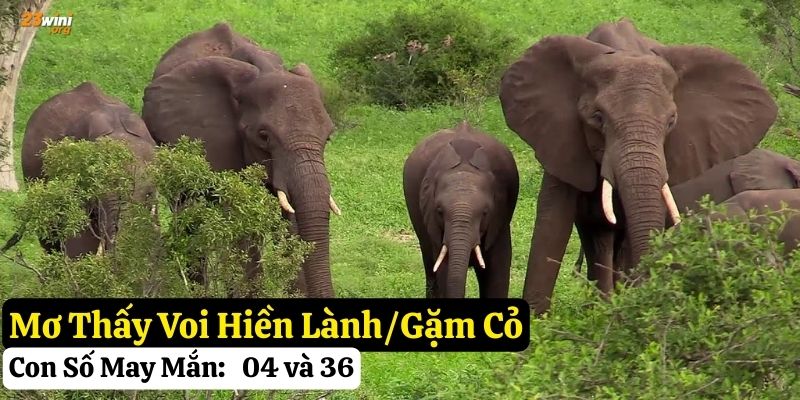 mơ thấy voi