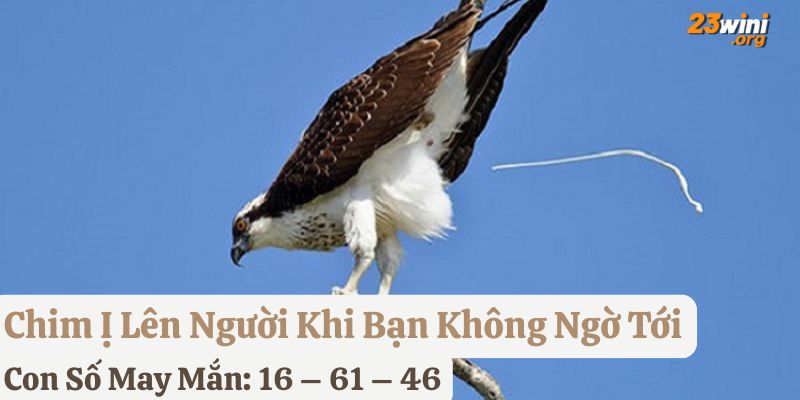 thấy chim ị lên người