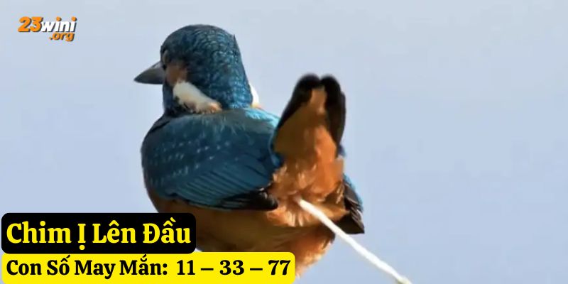 bị chim ị lên người