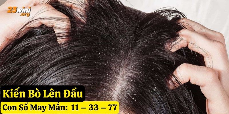 thấy kiến hay bò lên người