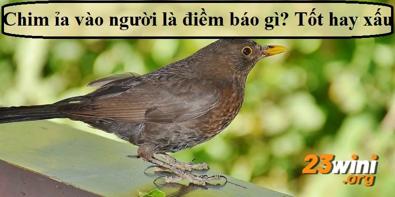 chim ị lên người 23win thumb