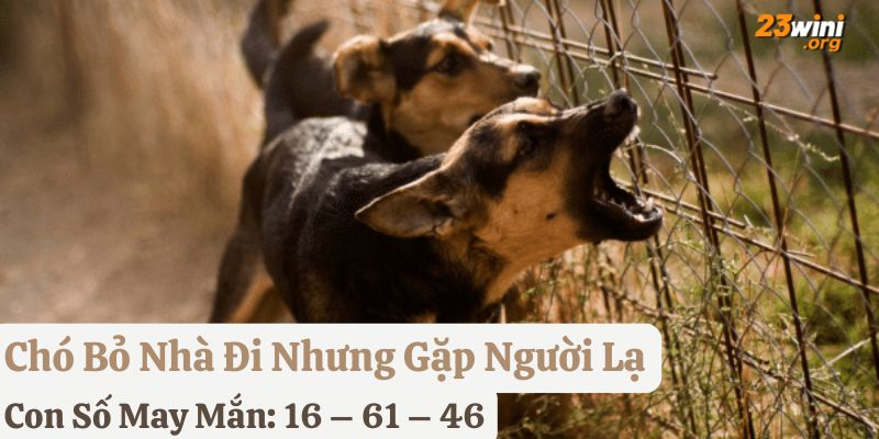 thấy chó rời nhà đi